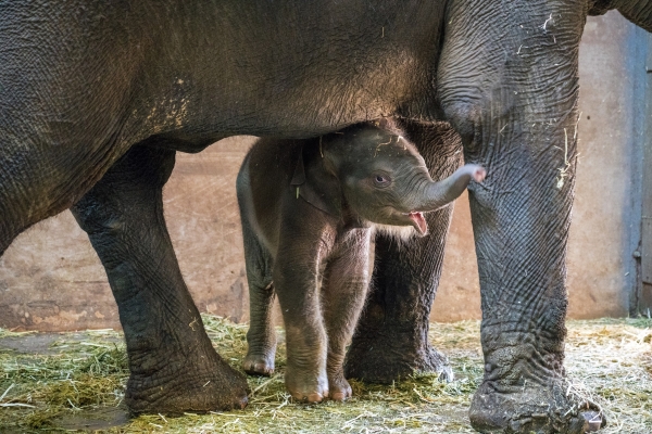 지난 1월 국내에서 23년만에 탄생 희소식을 안긴 서울어린이대공원의 아기코끼리 '코리'. 사진=서울어린이대공원