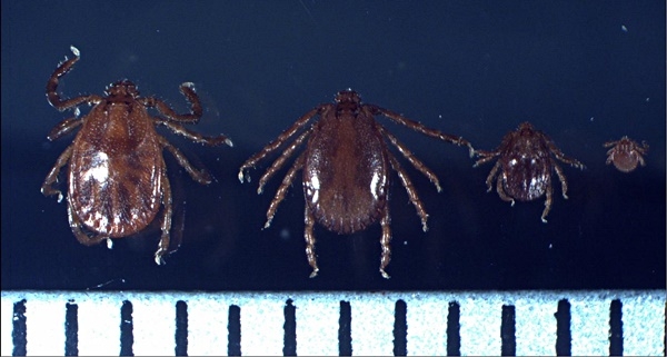 SFTS를 매개하는 '작은소피참진드기'. (왼쪽부터) 암컷 수컷 약충 유충 순서이며, 이미지 내 눈금 한 칸은 1mm 길이다.(자료제공=질병관리본부)