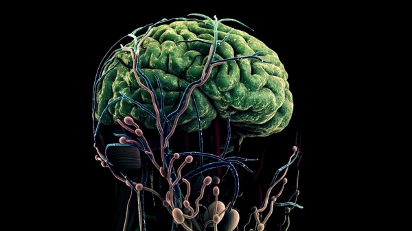 인간의 뇌를 형상화한 그래픽