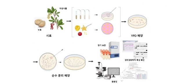 야생식물로부터 효모 균주 분리 및 특성 연구 과정 (자료=환경부 제공)