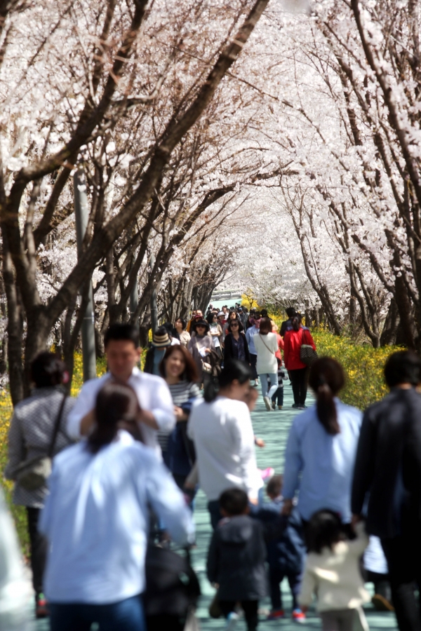 강남구 양재천 벚꽃길에서 시민들이 즐거운 시간을 보내고 있다.(사진제공=강남구)