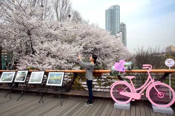 강남구가 양재천 밀리리교에 조성한 벚꽃축제 포토존.(사진제공=강남구)