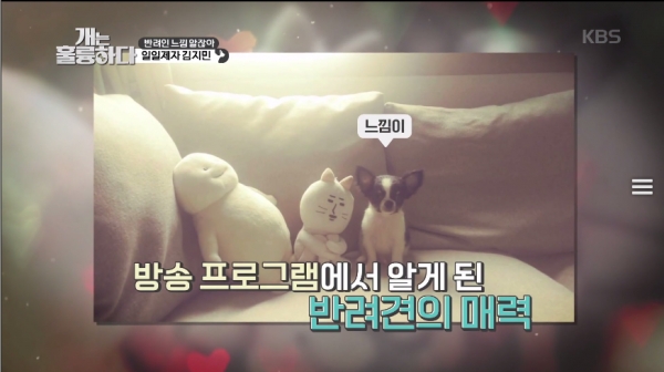 사진 = KBS2TV '개는 훌륭하다' 캡처