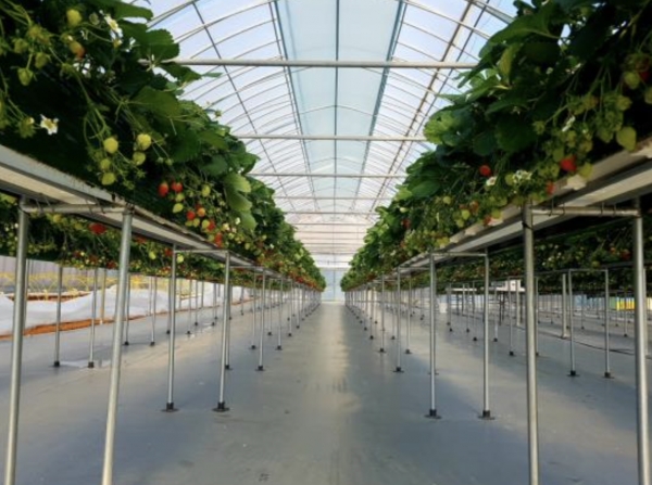 도심 한 복판에서 체험할 수 있는 딸기 농장 (사진=서울시청 제공)